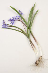 Botanische plaat Chionodoxa forbesii Chionodoxa luciliae Sneeuwroem