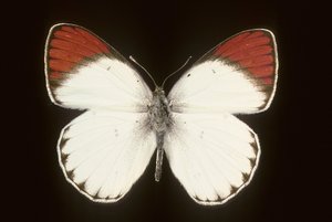 Colotis danae door Augustus Kollner