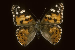 Cynthia cardui Distelvlinder