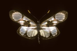 Dismorphia orise door Augustus Kollner