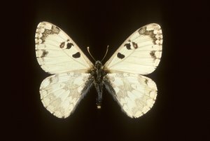Hypermnestra helios door Augustus Kollner