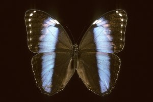 Morpho achilles Mannetje door Augustus Kollner