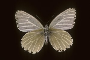 Mylothris humblot door Augustus Kollner