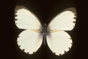 Mylothris ngaziya door Augustus Kollner