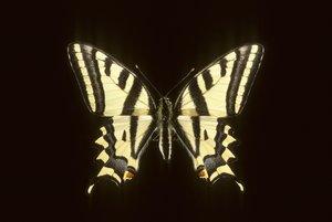 Papilio alexanor Alexanor