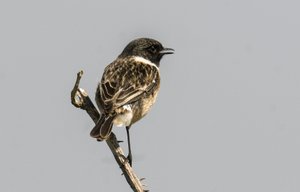 Saxicola torquata Gewone Roodborsttapuit door Augustus Kollner