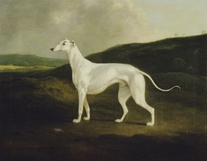 Een Windhond in een Landschap