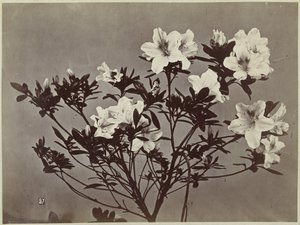 Bloemstilleven met lelies door Charles Hippolyte Aubry