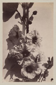 Bloemstilleven met stokroos door Charles Hippolyte Aubry