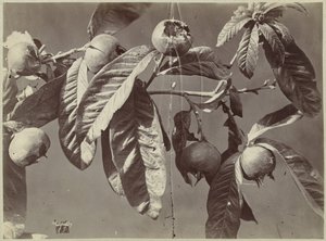 Stilleven met mispels door Charles Hippolyte Aubry