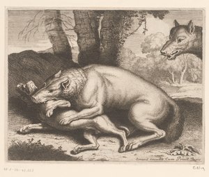 Hond aangevallen door een wolf