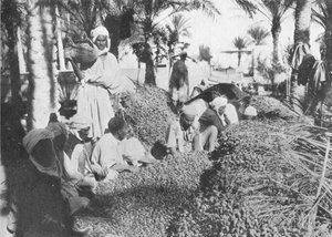 Dadelpluk in Gabes, ca. 1913