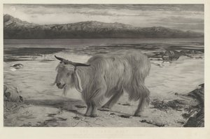 De Zondebok