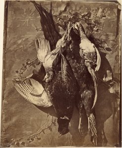 [Stilleven van wildvogel met veren]. door Charles Nègre