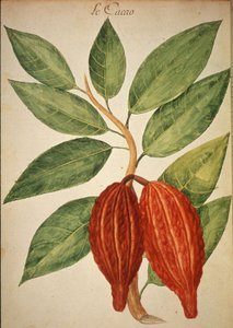 Cacao door Charles Plumier