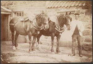 [Man met twee paarden] door Charles Reid