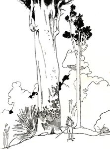 Een Kauri-boom, 1912 door Charles Robinson