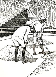Het drogen van de cacao door Charles Robinson