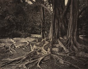 Rubberboom, Assam, India (Ficus Elastica) door Charles T. Scowen