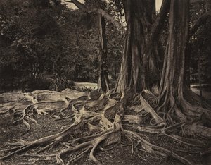 Rubberboom, Assam, India Ficus Elastica door Charles T. Scowen