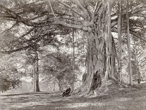 Een heer zittend onder een grote inheemse boom in Brits Ceylon, nu Sri Lanka, 1880s door Charles T Scowen and Co