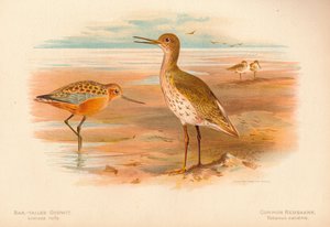 Barstaartgodwit Limosa rufa, gewone ruiter Totanus, 1900, 1900