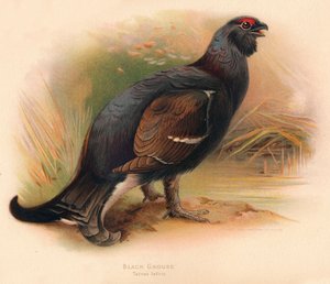 Korhoen Tetrau tetrix door Charles Whymper