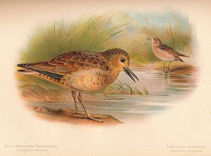 Buff-borstige strandloper Tringites rufescens, Bartrams strandloper Bartramia longicauda door Charles Whymper