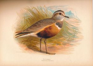 Morinelplevier Eudromias morinellus, 1900