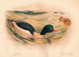 Grote Zaagbek Mergus merganser, Harlekijneend Histrionicus histrionicus, 1900 door Charles Whymper