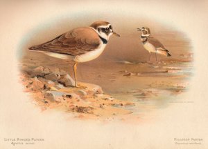 Kleine plevier Aegialitis minor, Killdeer plevier Oxyechus vociferus, 1900