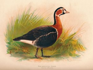 Roodborstgans Branta ruficollis, 1900