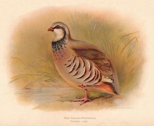 Roodpootpatrijs Caccabus rufa, 1900
