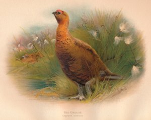 Rode korhoen Lagopus scoticus, 1900