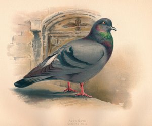 Rotsduif Columba livia, ca. 1900