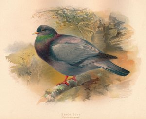 Holenduif Columba aenas