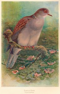 Tortelduif Turtur auritus
