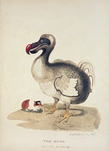 Studie van een Dodo en een Cavia door Charlotte Augusta Spencer Churchill