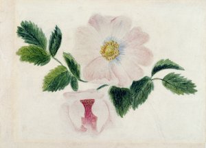 Roze rozen door Charlotte Bronte