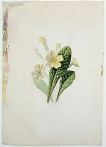 Studie van een Sleutelbloem, c.1830 door Charlotte Bronte