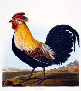 Haan (Phasianus), gegraveerd door Robert Havell, Jr, 1835 door Charlotte L. E. Perrott