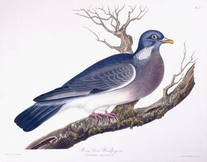 Ringduif houtduif door Charlotte L. E. Perrott