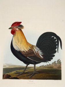 Haan, Phasianus, pub. 1835 Handgekleurde gravure door Charlotte Lousia Emily Perrott