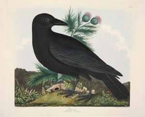 Raaf, Corvus Corai, gepubliceerd 1835, handgekleurde gravure