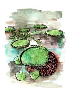 Waterlelies