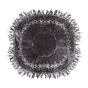 Planten Cellen, 2019 door Charlotte Orr