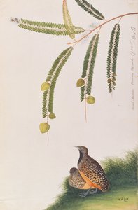 Gestreepte Kwartel, uit Tekeningen van Vogels uit Malakka, c.1805-18 door Chinese School