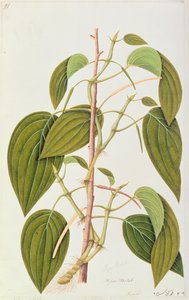 Betelblad, uit Vijfenvijftig Tekeningen van Geneeskrachtige Planten van Malakka, Deel 1, c.1805-18 door Chinese School