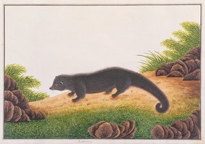 Binturong, uit Tekeningen van Dieren, Insecten en Reptielen uit Malakka, ca. 1805-18