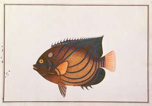 Blauwgeringde Keizersvis, uit Tekeningen van Vissen uit Malakka, c.1805-18 door Chinese School